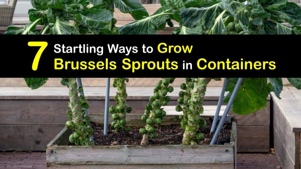 List of 10+ Planting brussel sprouts in containers 1 How to Grow Brussels Sprouts in a Container
