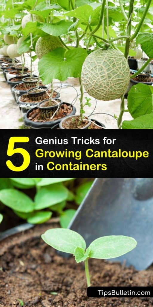 Learn how to grow cantaloupe plants in pots. Growing cantaloupe, or muskmelon, is easy and rewarding. Minnesota Midget is an outstanding heirloom. Sow seeds in peat pots for easy transplanting. Use mulch to hold moisture, warm the soil, and suppress weeds. #growing #cantaloupe #container