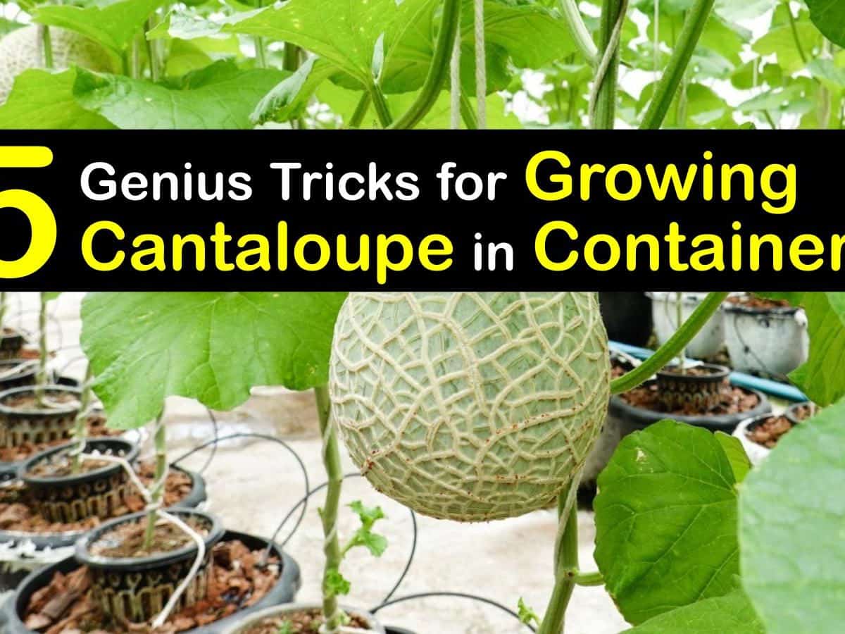 Cantaloupe Plant In Pot