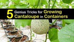 How to Grow Cantaloupe in a Container titleimg1