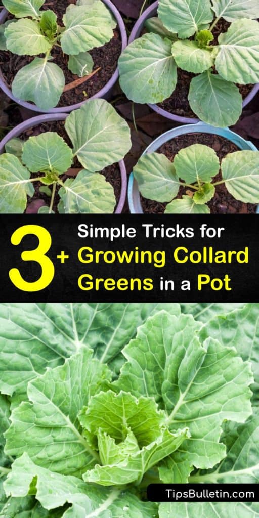Learn how to grow collard greens in a container. This cool weather plant is easy to start from seeds indoors in the early spring or plant outside in late summer, but it’s vital to protect them from cabbage worms and aphids. #howto #grow #collard #greens #container #pots
