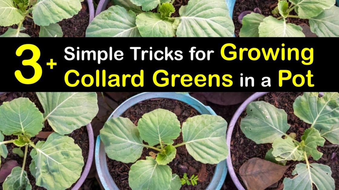 Grow Collard Greens in Pots - Easy Tricks to Plant Collards in Containers