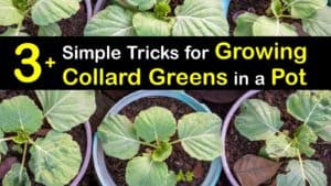 How to Grow Collard Greens in Containers titleimg1
