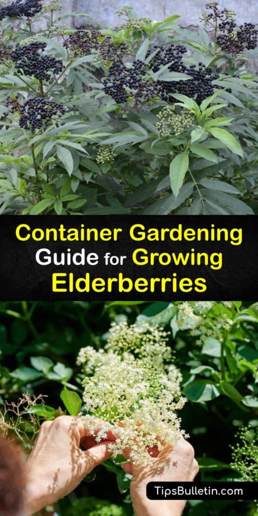 Learn how to grow elderberries in a container, give your plants proper care, and use the flowers and berries in recipes.