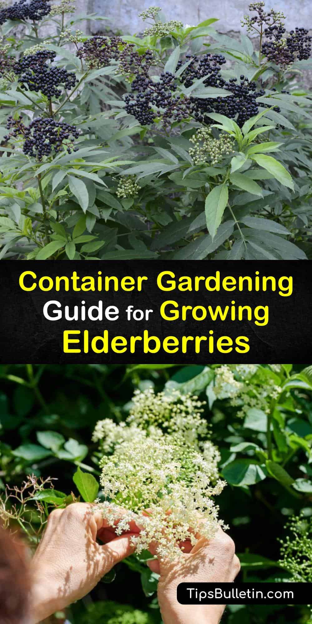 growing elderberry in containers