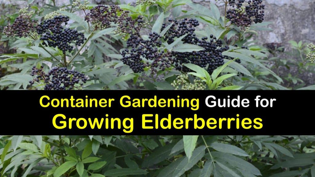 How to Grow Elderberries in a Container titleimg1