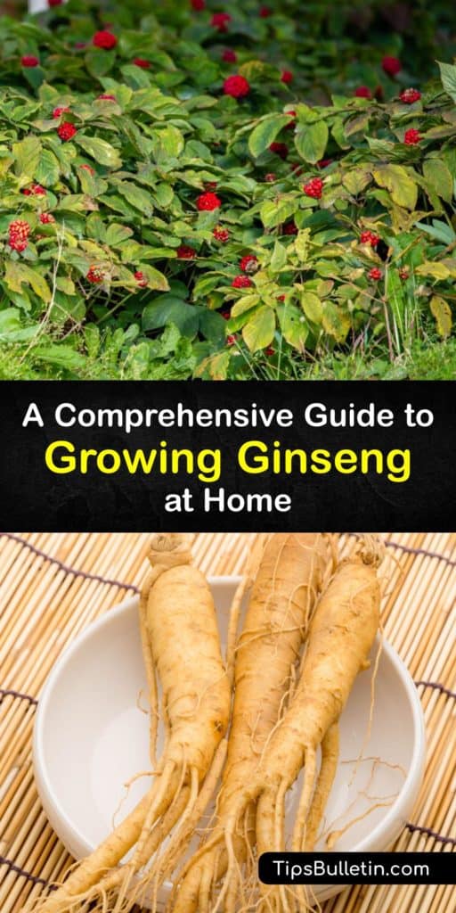 Learn about growing ginseng from stratified seeds or mature ginseng roots. American ginseng, or Panax quinquefolius, is native to eastern North America. Wild ginseng harvest is strictly regulated, so cultivated ginseng is handy. Plant it in shade and use leaf litter as mulch. #grow #ginseng #plants