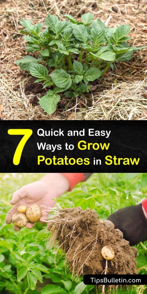 Become a master of disease-free sweet potatoes and other spuds this growing season. Discover the simple steps for planting potatoes in a layer of straw. These potato growing tips work for raised beds, containers, or outdoor gardens. #growing #potatoes #straw
