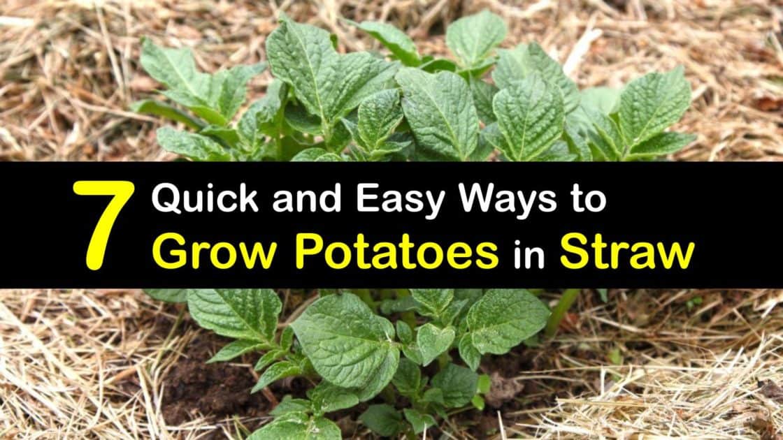 Growing Potatoes in Straw Easy Haybale Potato Planting Guide