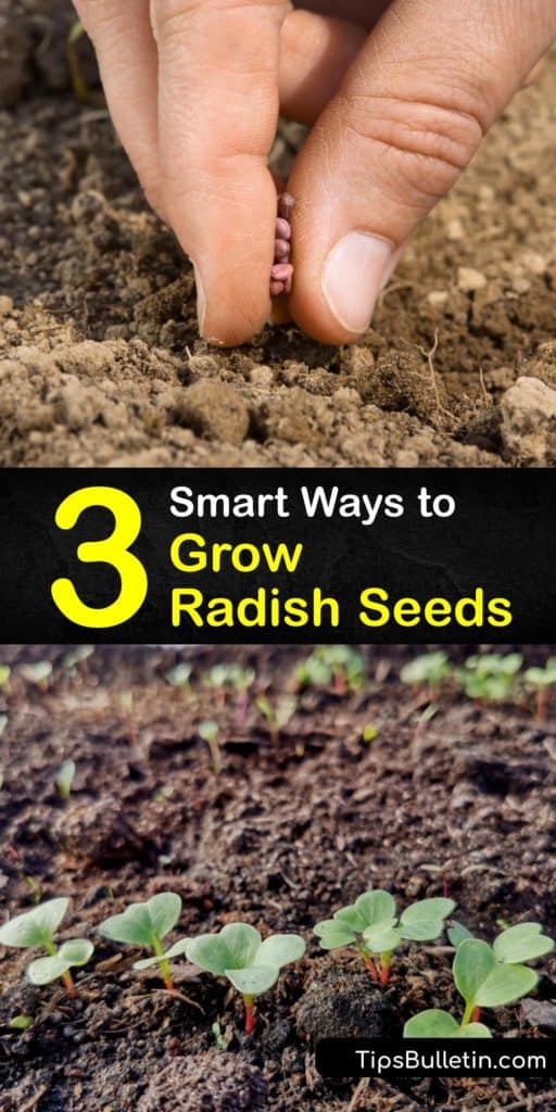 Learn everything about how to grow and plant radishes at home. Discover radish types like Daikon, Burpee, and Cherry Belle. Enjoy tips like how to help your radishes germinate and deal with pests like flea beetles. #radish #seed #growing