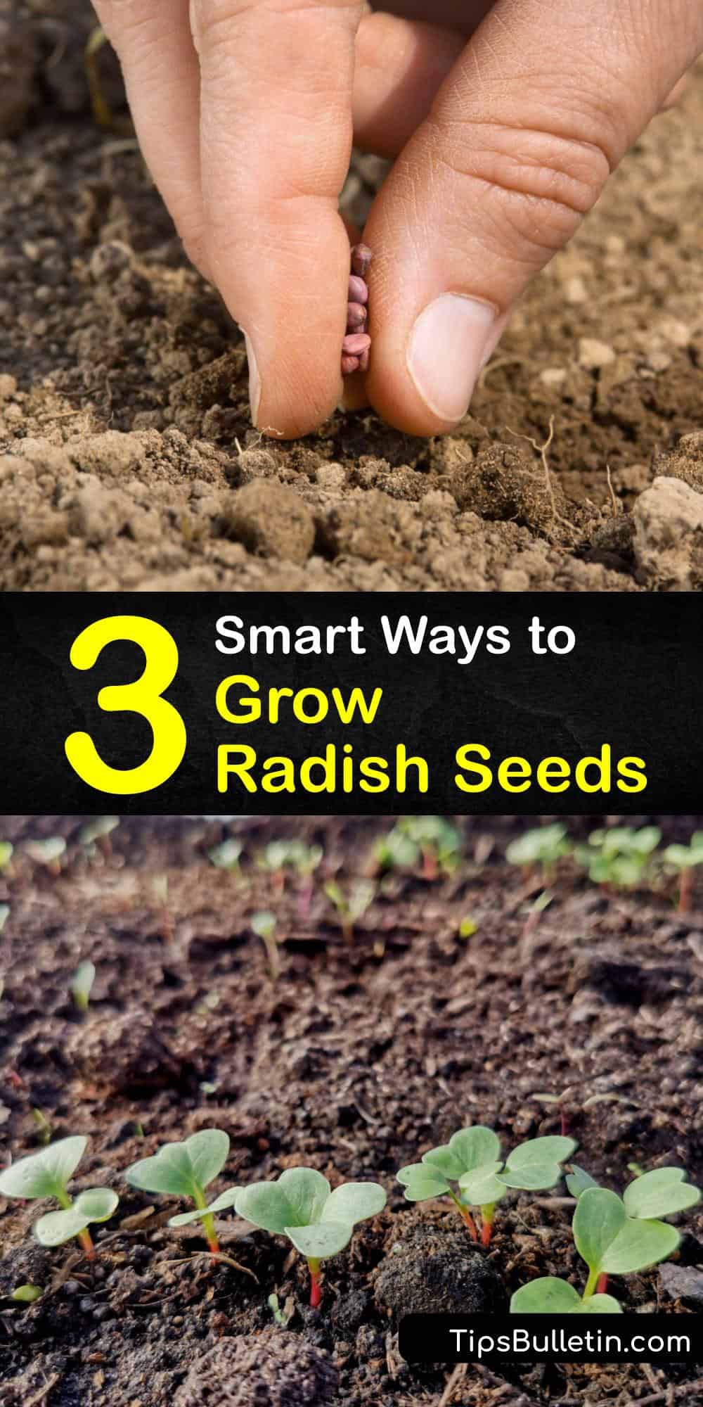 Planting Radish Seeds Your Guide to Growing Radishes from Seed