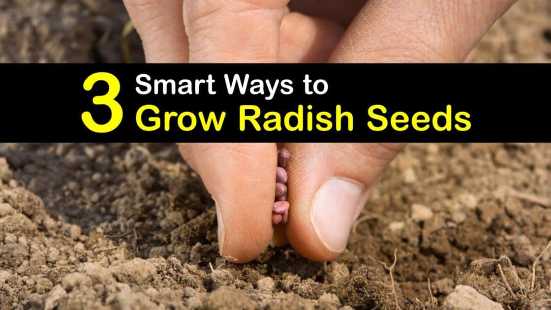 Planting Radish Seeds Your Guide to Growing Radishes from Seed