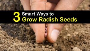 How to Grow Radishes from Seed titleimg1
