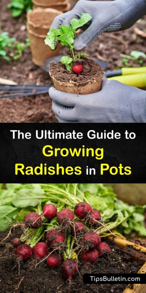 Learn how to grow different radish varieties in pots, from French Breakfast and Icicle to Daikon radishes. You don’t need a garden bed to plant radishes. Radishes grow quite well in a wide gallon container on a patio or porch with the proper spacing. #growing #radishes #pots