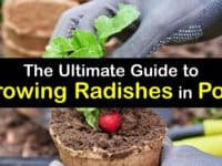 How to Grow Radishes in a Pot titleimg1