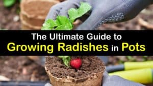 How to Grow Radishes in a Pot titleimg1