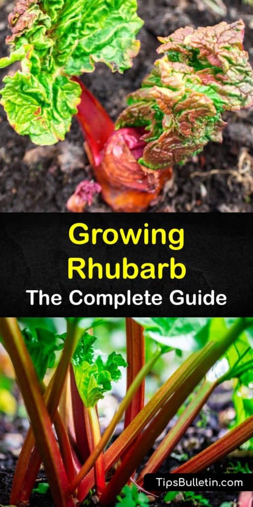 Learn how to grow-rhubarb varieties like Valentine and Victoria. Only the rhubarb stalks are edible, as the leaves contain toxic oxalic acid. Don’t harvest the first year, and pick sparingly the second. Plant it in full sun and enrich your soil with organic matter. #howto #growing #rhubarb
