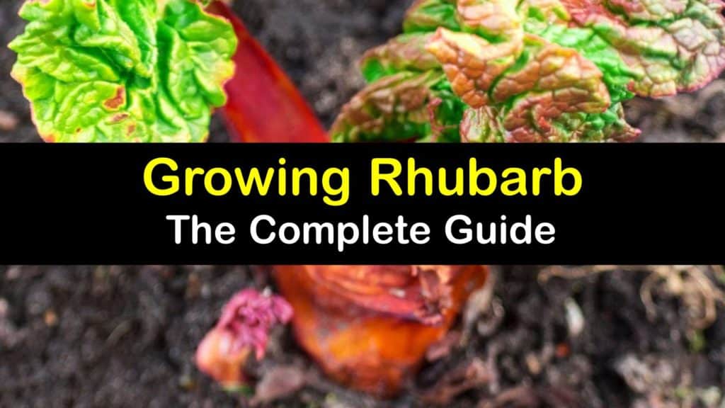How to Grow Rhubarb titleimg1