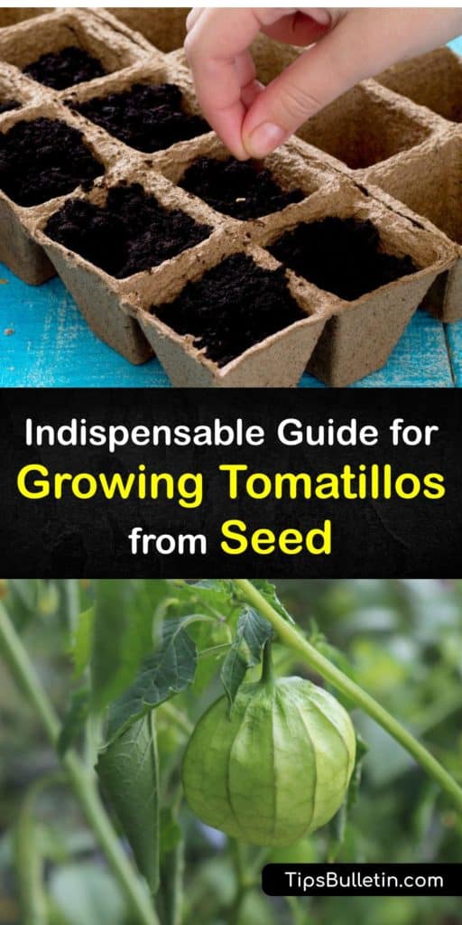 Learn all about planting tomatillo seeds. Start tomatillo plants or husk tomato indoors before the last frost. Transplanting time is after the last danger of frost and mulch around the plants. Harvest tomatillos when they fill their papery husk. #grow #tomatillo #seed