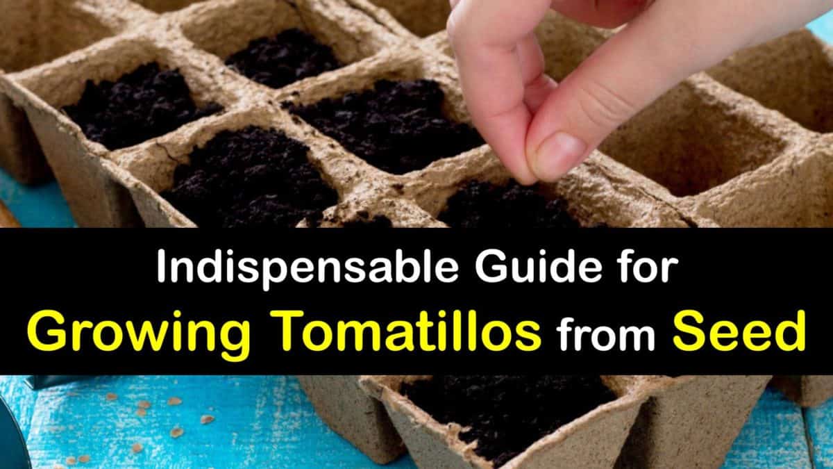 Growing Tomatillo Seeds Smart Guide to Planting Tomatillos from Seed