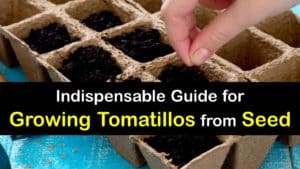 How to Grow Tomatillos from Seed titleimg1
