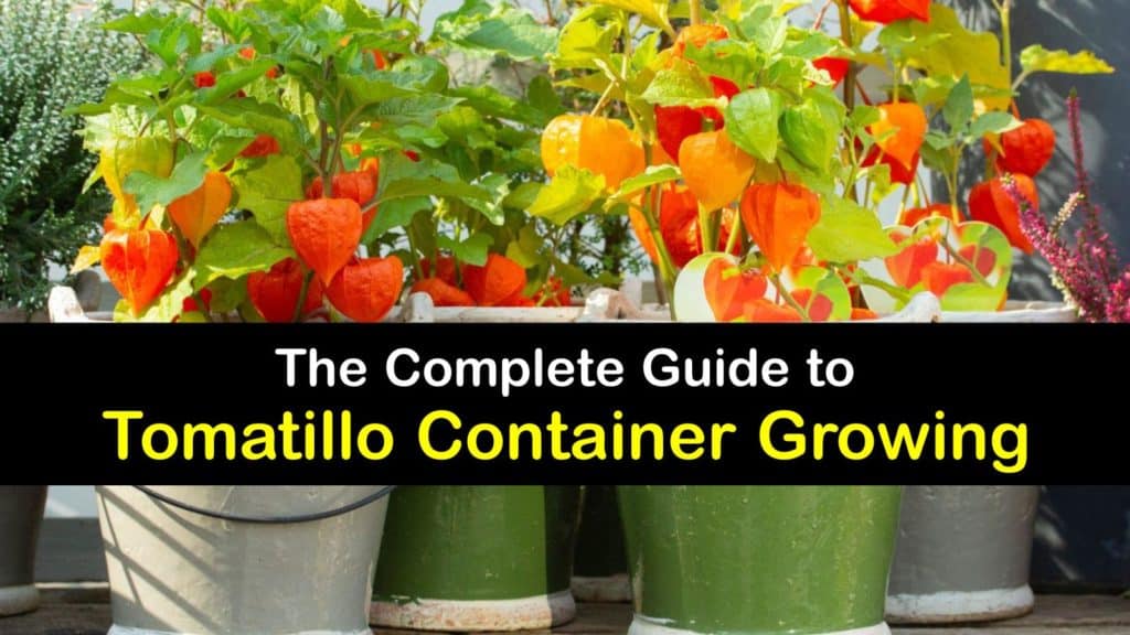 How to Grow Tomatillos in a Container titleimg1