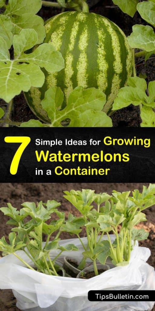 Learn how to grow watermelons in a container and support them with a hammock sling made of pantyhose as they grow. Starting watermelon seeds indoors and transplanting them into a container outside is easy if you give the plants what they need. #howto #growing #watermelon #container
