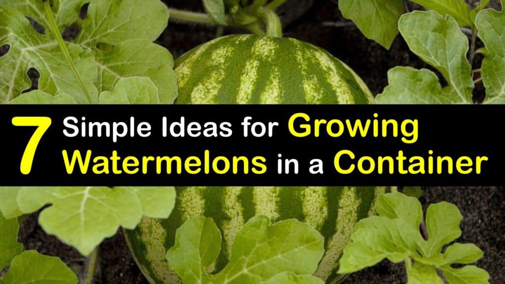 How to Grow Watermelon in a Container