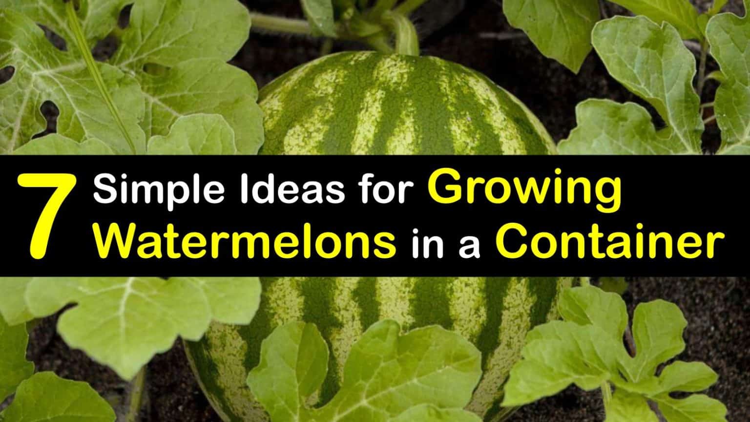 Growing Watermelon in Pots Planting Watermelons in Containers