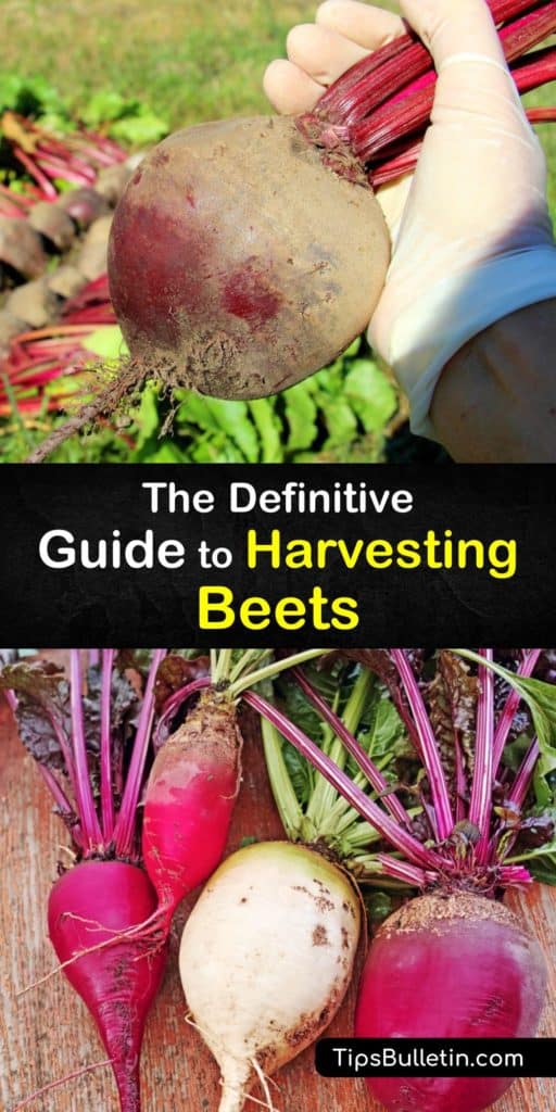 Find out all about growing beets and how to harvest them. Use beet leaves like chard or kale, and store fresh beetroot in a plastic bag in the crisper drawer. Pickling is great for longer storage if you don’t have a root cellar. #howto #harvest #beets