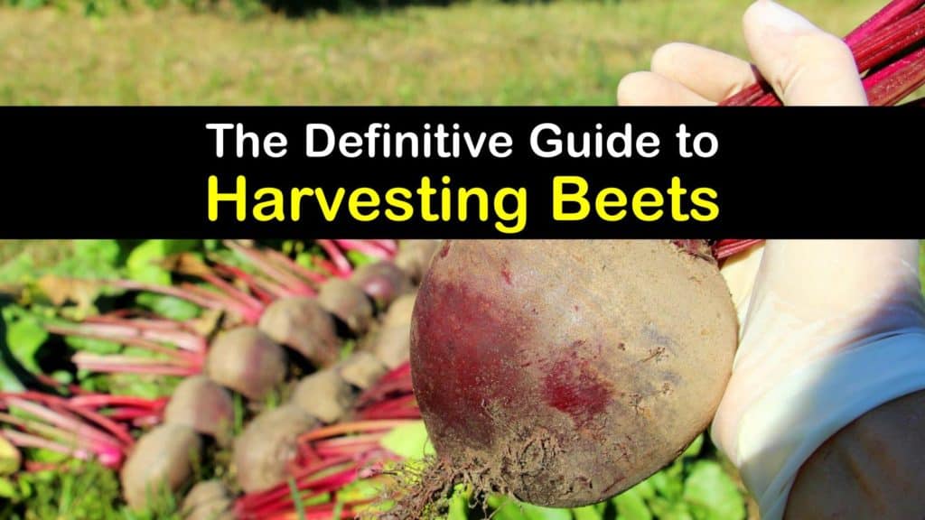 How to Harvest Beets titleimg1