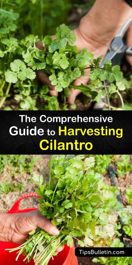 Find out how to harvest cilantro leaves and coriander seeds. Keep harvesting cilantro regularly from your vegetable garden throughout the growing season. Plant cilantro seeds in full sun every few weeks for a continuous supply of fresh cilantro. #howto #harvest #cilantro