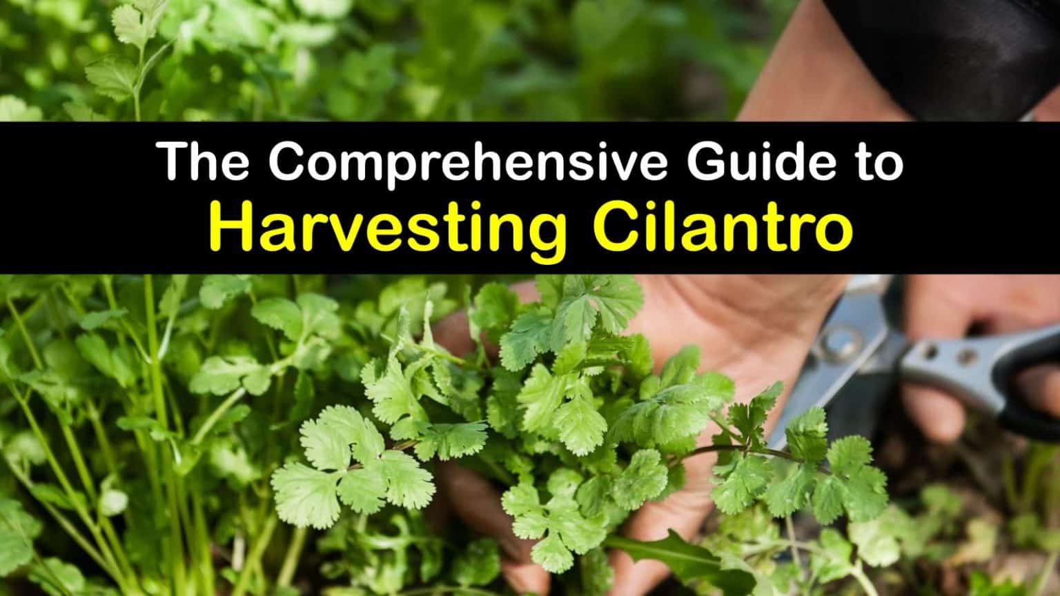 Harvesting Cilantro How to Pick Cilantro