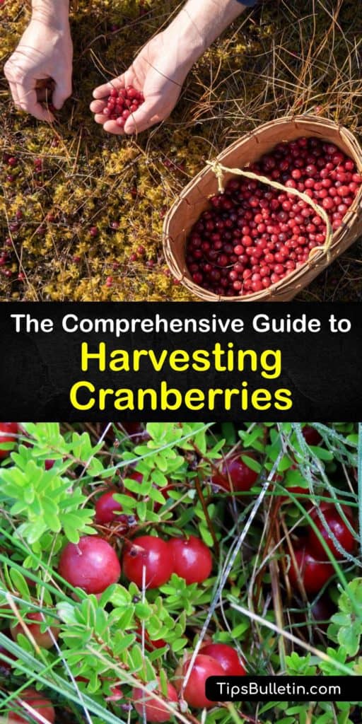 Learn when to harvest cranberries. Wet harvesting is a farm tactic using water reels to collect cranberries in a flooded bog. Dry harvesting is for fresh fruit. Most commercial cranberry growers in North America are in Wisconsin and Massachusetts. #cranberry #harvesting
