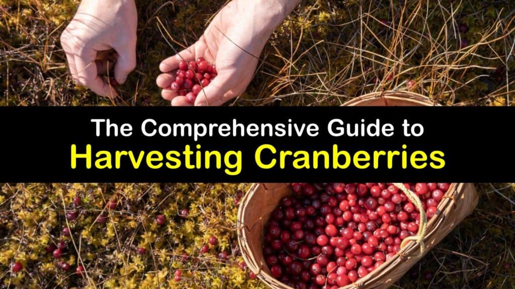 How to Harvest Cranberries titleimg1