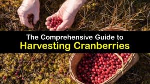 How to Harvest Cranberries titleimg1