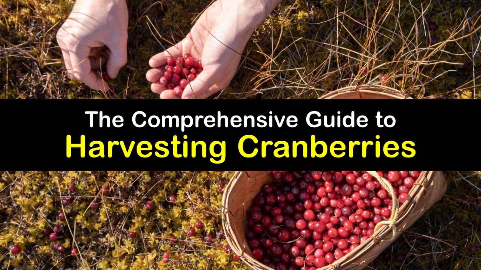 Harvesting Cranberries How and When to Pick Cranberries