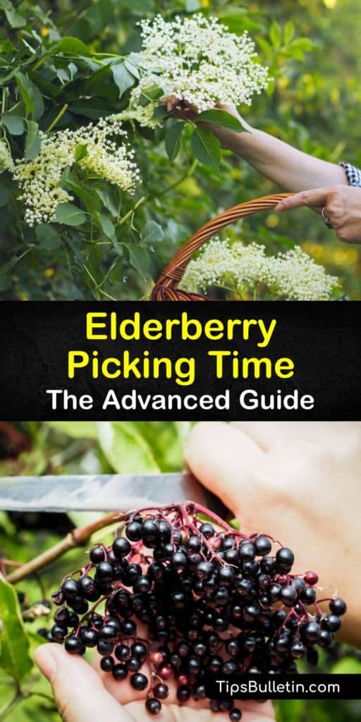 We show you how to grow elderberry plants and when to harvest ripe berries from your own garden. Elderflowers and elderberry fruit are both edible and are high in antioxidants, vitamin C, and perfect for making healthy elderberry syrup for ice cream. #howto #harvest #elderberries