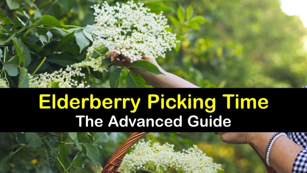 How to Harvest Elderberries titleimg1