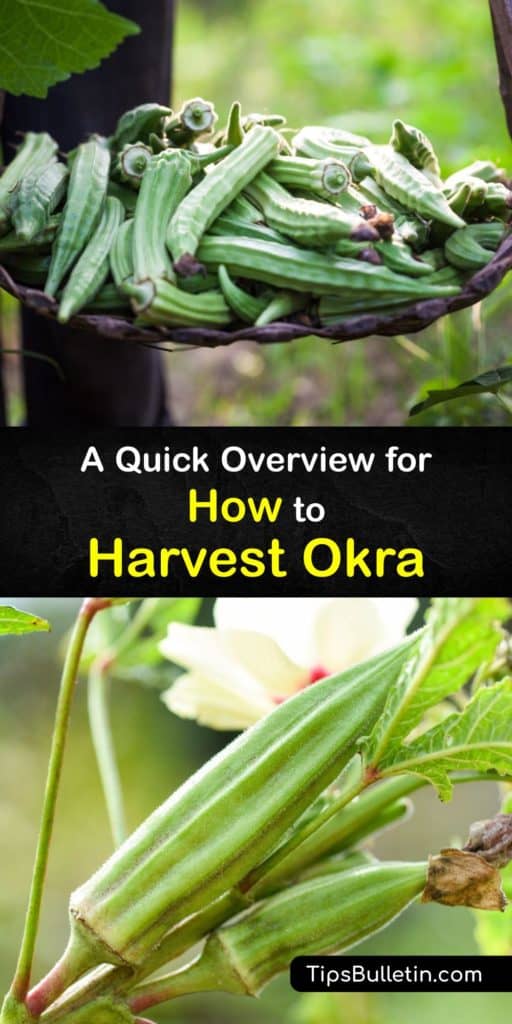 Start growing okra with spineless okra seeds and hibiscus flowers and learn tips for harvesting okra at the perfect time to turn into gumbo. Some sharp pruning shears and the ability to care for the plants from germination help to harvest okra at just the right time. #howto #harvest #okra