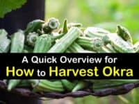 How to Harvest Okra titleimg1