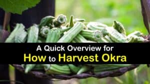How to Harvest Okra titleimg1