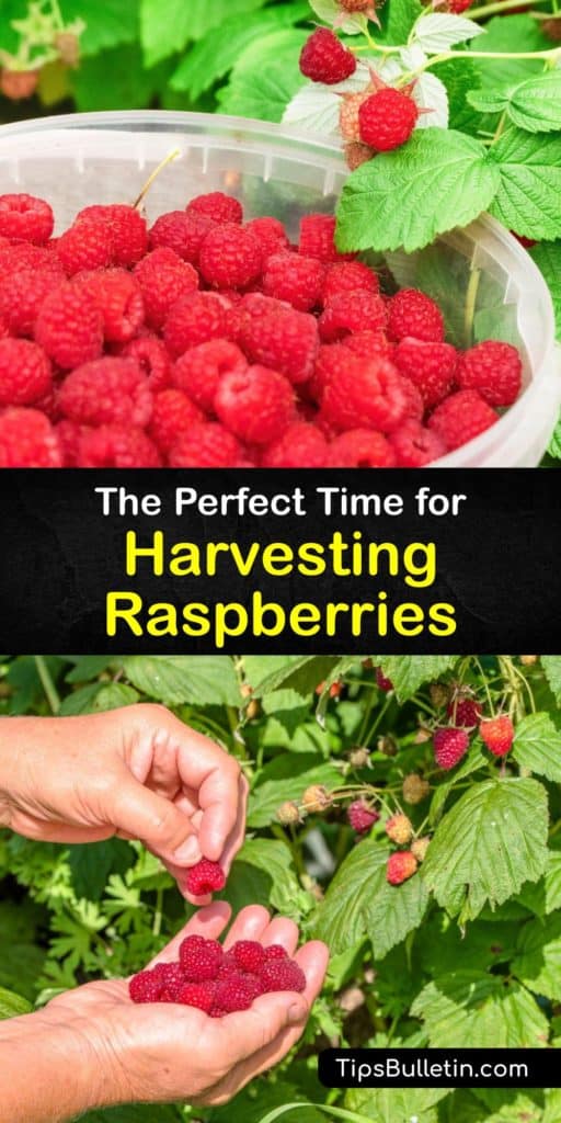 Plant your bare-root raspberry plants in the early spring and watch your summer-bearing red raspberries ripen by the end of the growing season. Use this guide to understand which plants grow new canes during the first year and which make you wait until the next year. #howto #harvest #raspberries