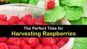 How to Harvest Raspberries titleimg1