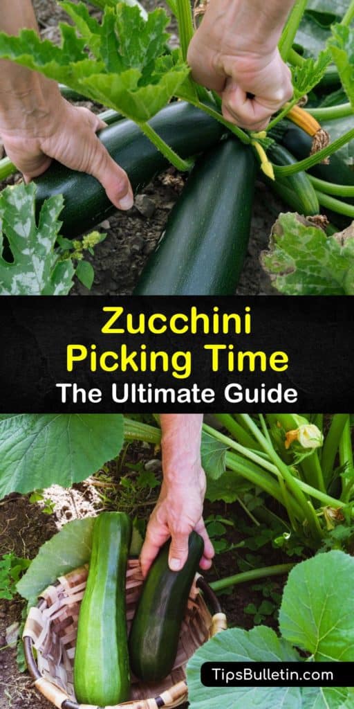 Learn how to grow and harvest zucchini with a sharp knife at the end of the season for zucchini bread and other recipes. These plants are easy to grow, but pollination of the female flowers is essential to produce fruit. Mulch keeps the garden weed-free. #howto #harvest #zucchini