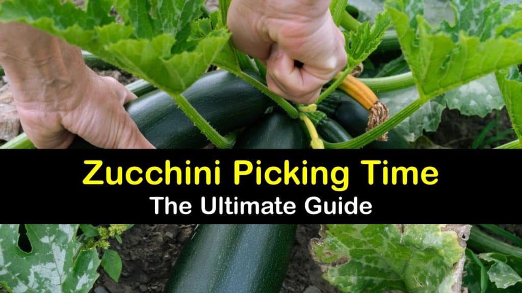 How to Harvest Zucchini titleimg1