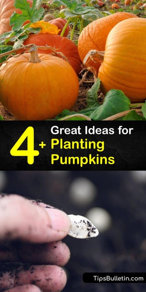 Discover how to plant pumpkin seeds, grow them in the garden, and enjoy gourds for Halloween and Pumpkin pie at the end of the growing season. Pumpkins are easy to grow, but they are slow growers and require full sun and plenty of water to flourish. #howto #planting #pumpkins