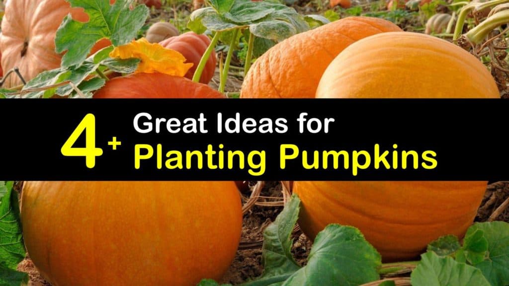 How to Plant Pumpkins titleimg1