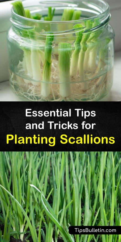 Scallions, or spring onions, are easy and fun to grow. Plant them in full sun and rich, well-draining soil. Mulch suppresses weeds and holds moisture. Eat the green tops and small white bulbs fresh or lightly cooked. Regrow scallions from the grocery store in water. #planting #scallions #growing