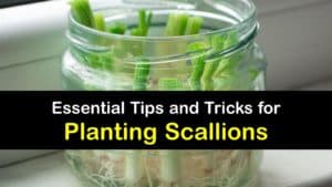 How to Plant Scallions titleimg1